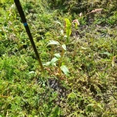 Persicaria lapathifolia at Weetangera, ACT - 10 Apr 2023