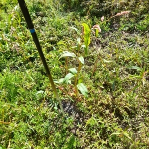 Persicaria lapathifolia at Weetangera, ACT - 10 Apr 2023 11:31 AM