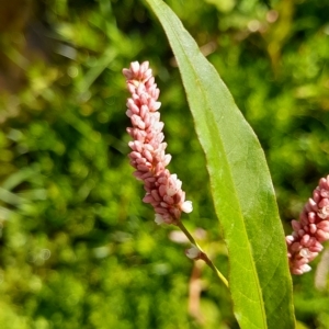 Persicaria lapathifolia at Weetangera, ACT - 10 Apr 2023