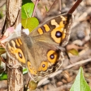 Junonia villida at Bungendore, NSW - 10 Apr 2023