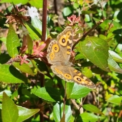 Junonia villida at Bungendore, NSW - 10 Apr 2023