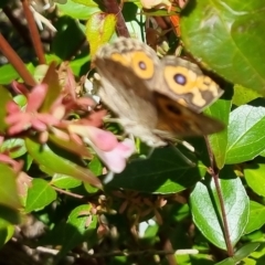 Junonia villida at Bungendore, NSW - 10 Apr 2023