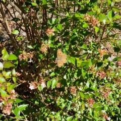 Junonia villida at Bungendore, NSW - 10 Apr 2023