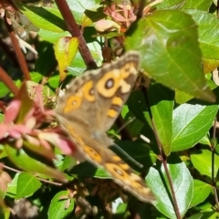 Junonia villida at Bungendore, NSW - suppressed