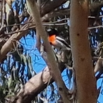 Petroica boodang (Scarlet Robin) at Bungendore, NSW - 10 Apr 2023 by clarehoneydove