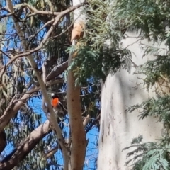 Petroica boodang at Bungendore, NSW - 10 Apr 2023