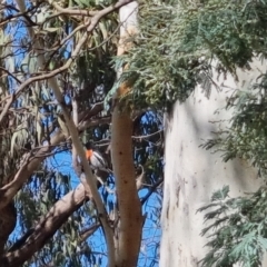 Petroica boodang at Bungendore, NSW - suppressed