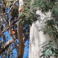 Petroica boodang at Bungendore, NSW - suppressed