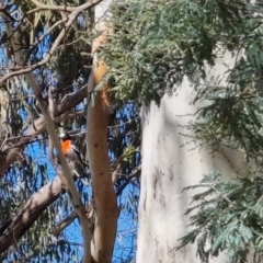 Petroica boodang at Bungendore, NSW - suppressed