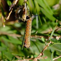 Pterygophorus cinctus at Florey, ACT - 10 Apr 2023