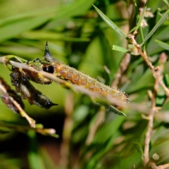 Pterygophorus cinctus at Florey, ACT - 10 Apr 2023