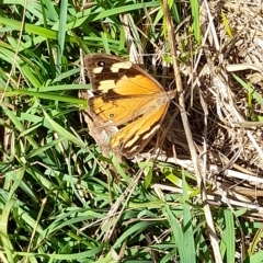 Heteronympha merope (Common Brown Butterfly) at Hawker, ACT - 10 Apr 2023 by VanceLawrence