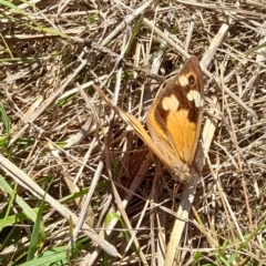 Heteronympha merope at Hawker, ACT - 10 Apr 2023