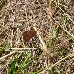 Heteronympha merope at Hawker, ACT - 10 Apr 2023