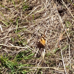 Heteronympha merope at Hawker, ACT - 10 Apr 2023