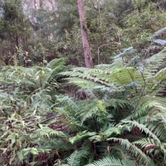 Dicksonia antarctica (Soft Treefern) at Namadgi National Park - 8 Apr 2023 by NickiTaws