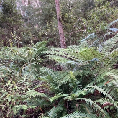 Dicksonia antarctica (Soft Treefern) at Namadgi National Park - 8 Apr 2023 by NickiTaws