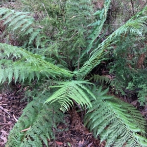 Dicksonia antarctica at Cotter River, ACT - 9 Apr 2023