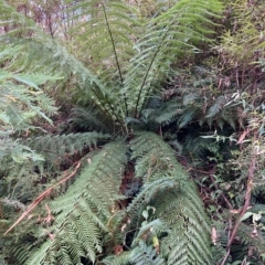 Dicksonia antarctica (Soft Treefern) at Cotter River, ACT - 9 Apr 2023 by NickiTaws