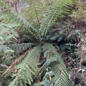 Dicksonia antarctica at Cotter River, ACT - 9 Apr 2023