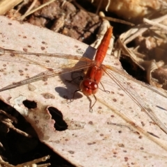 Diplacodes haematodes (Scarlet Percher) at West Wodonga, VIC - 10 Apr 2023 by KylieWaldon