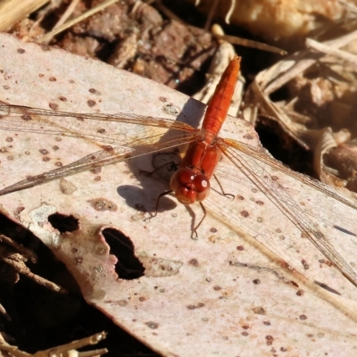 Diplacodes haematodes (Scarlet Percher) at Felltimber Creek NCR - 9 Apr 2023 by KylieWaldon