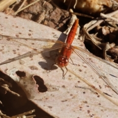 Diplacodes haematodes at West Wodonga, VIC - 10 Apr 2023 09:38 AM