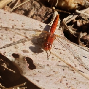 Diplacodes haematodes at West Wodonga, VIC - 10 Apr 2023