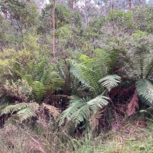 Dicksonia antarctica at Cotter River, ACT - suppressed