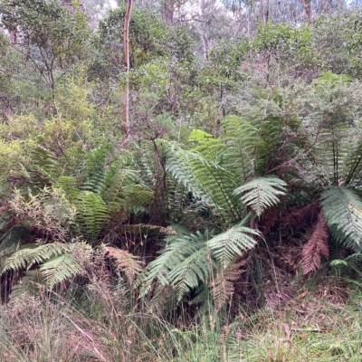 Dicksonia antarctica (Soft Treefern) at Cotter River, ACT - 9 Apr 2023 by NickiTaws