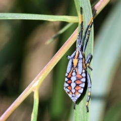 Amorbus alternatus (Eucalyptus Tip Bug) at West Wodonga, VIC - 10 Apr 2023 by KylieWaldon