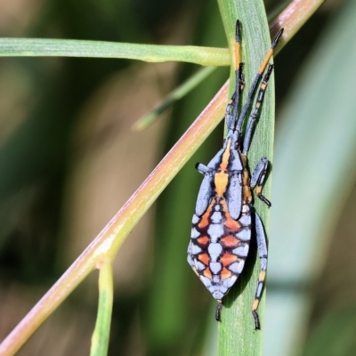 Amorbus alternatus (Eucalyptus Tip Bug) at Wodonga - 10 Apr 2023 by KylieWaldon