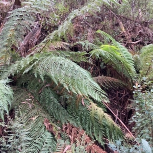 Dicksonia antarctica at Cotter River, ACT - 9 Apr 2023