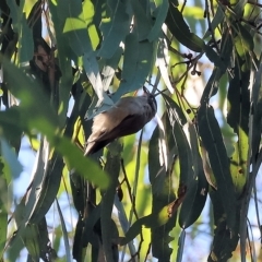 Melithreptus brevirostris (Brown-headed Honeyeater) at West Wodonga, VIC - 10 Apr 2023 by KylieWaldon