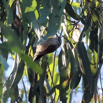 Melithreptus brevirostris (Brown-headed Honeyeater) at West Wodonga, VIC - 10 Apr 2023 by KylieWaldon