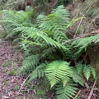 Dicksonia antarctica (Soft Treefern) at Cotter River, ACT - 9 Apr 2023 by NickiTaws