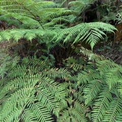 Dicksonia antarctica (Soft Treefern) at Namadgi National Park - 9 Apr 2023 by NickiTaws