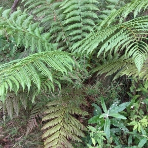 Dicksonia antarctica at Cotter River, ACT - 9 Apr 2023