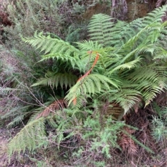 Dicksonia antarctica (Soft Treefern) at Cotter River, ACT - 9 Apr 2023 by NickiTaws