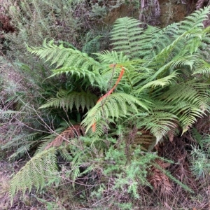 Dicksonia antarctica at Cotter River, ACT - suppressed