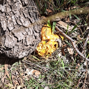 Gymnopilus junonius at Watson, ACT - 10 Apr 2023