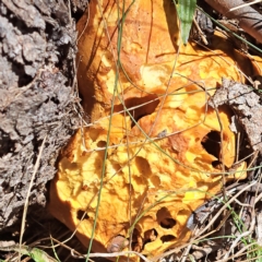 Gymnopilus junonius at Watson, ACT - 10 Apr 2023