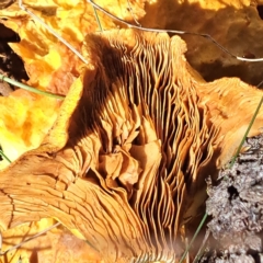 Gymnopilus junonius at Watson, ACT - 10 Apr 2023