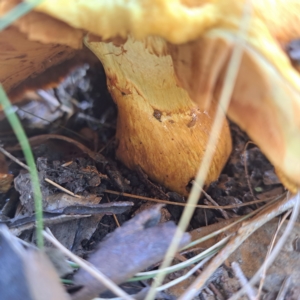 Gymnopilus junonius at Watson, ACT - 10 Apr 2023 11:29 AM