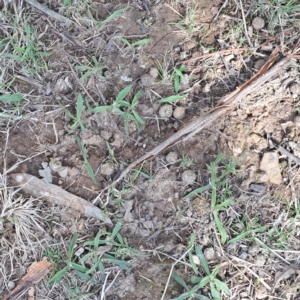 Oryctolagus cuniculus at Watson, ACT - 10 Apr 2023