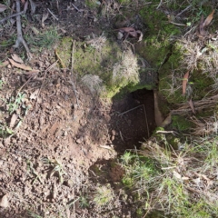 Oryctolagus cuniculus at Watson, ACT - 10 Apr 2023