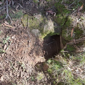 Oryctolagus cuniculus at Watson, ACT - 10 Apr 2023