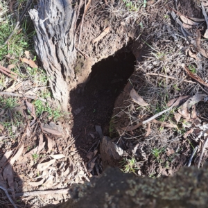 Oryctolagus cuniculus at Watson, ACT - 10 Apr 2023