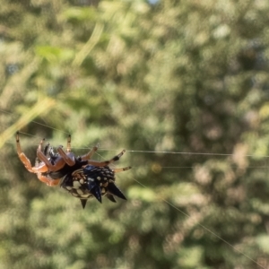 Austracantha minax at Throsby, ACT - 10 Apr 2023