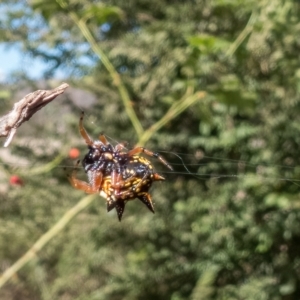 Austracantha minax at Throsby, ACT - 10 Apr 2023